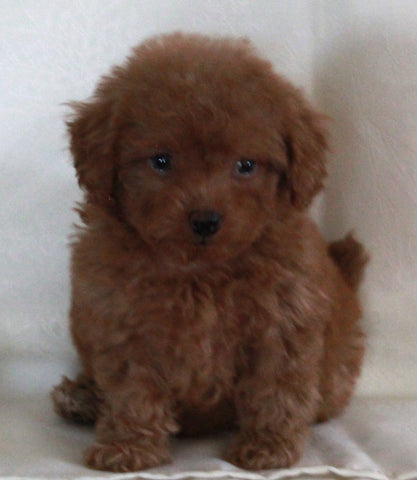 Bichpoo For Sale Fredericksburg OH Female-Raine
