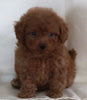 Bichpoo For Sale Fredericksburg OH Female-Raine