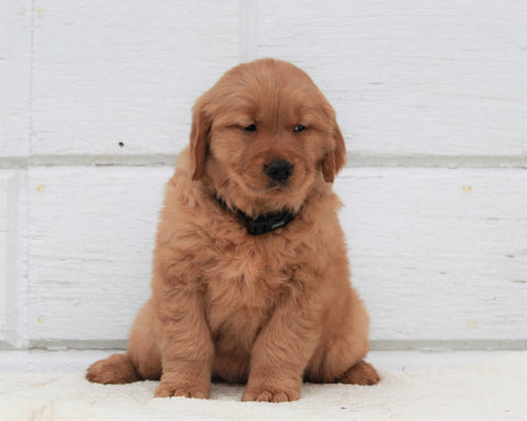 AKC Registered Golden Retriever For Sale Millersburg, OH Female- Callie