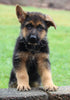 AKC Registered German Shepherd For Sale Millersburg OH Male-Bradley