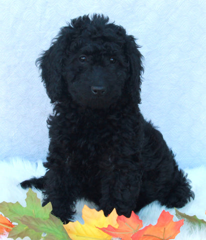 Medium F1B Labradoodle For Sale Millersburg OH Female-Hosanna
