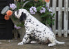 AKC Registered Dalmatian For Sale Millersburg, OH Male- Rascal