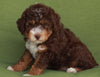 Mini Aussiedoodle For Sale Fredericksburg OH -Female Cinnamon