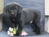 Labrador Retriever Mix For Sale Fredericksburg, OH Male- Chad