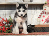 AKC Registered Siberian Husky For Sale Millersburg, OH Female- Sally