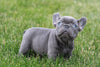 AKC Registered French Bulldog For Sale Millersburg, OH Female- Cora