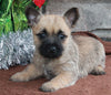 AKC Registered Cairn Terrier For Sale Millersburg OH Female-Dixie