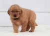 AKC Registered Golden Retriever For Sale Millersburg, OH Female- Callie