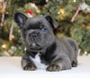 AKC Registered French Bulldog For Sale Fredericksburg OH Male-Rocky