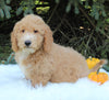 F1BB Mini Labradoodle For Sale Millersburg OH Male-Enzo