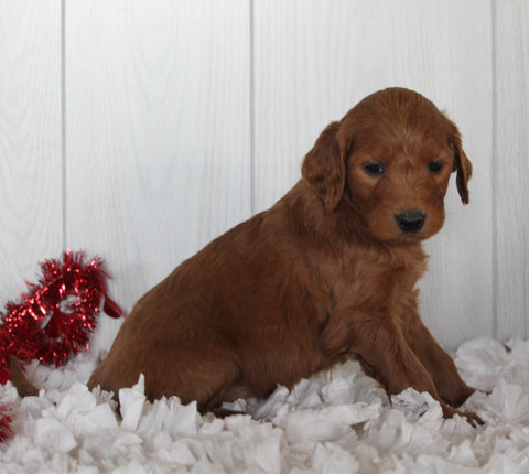Goldendoodle For Sale Fredericksburg OH Female-Sky