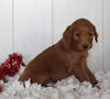 Goldendoodle For Sale Fredericksburg OH Female-Sky