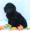 Medium F1B Labradoodle For Sale Millersburg OH Female-Hosanna