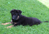 AKC Registered German Shepherd For Sale Millersburg OH Male-Nevin