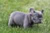 AKC Registered French Bulldog For Sale Millersburg, OH Female- Cora
