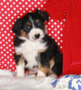 Australian Shepherd For Sale Baltic OH Male-Tinker