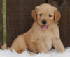 Mini Goldendoodle For Sale Millersburg OH Male-Mason