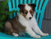 ACA Registered Shetland Sheep Dog For Sale Baltic OH-Female Lori