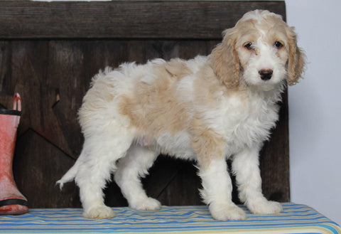 Medium F1BB Goldendoodle For Sale Millersburg, OH Male- Aiden