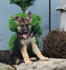 AKC Registered German Shepherd For Sale Millersburg OH Male-Blake