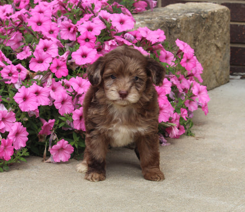 F1B Mini Aussiedoodle For Sale Applecreek OH Male-Flash