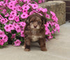 F1B Mini Aussiedoodle For Sale Applecreek OH Male-Flash