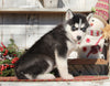 AKC Registered Siberian Husky For Sale Millersburg, OH Female- Sabrina