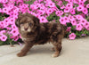 F1B Mini Aussiedoodle For Sale Applecreek OH Male-Flash