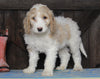 Medium F1BB Goldendoodle For Sale Millersburg, OH Male- Aiden