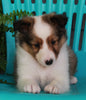 ACA Registered Shetland Sheep Dog For Sale Baltic OH-Female Lori