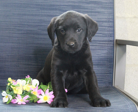 Labrador Retriever Mix For Sale Fredericksburg, OH Female- Cathy