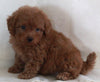 Bichpoo For Sale Fredericksburg OH Female-Raine