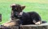AKC Registered German Shepherd For Sale Millersburg OH Female-Buttercup