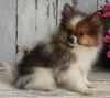 ACA Registered Pomeranian For Sale Millersburg OH -Male Brentley