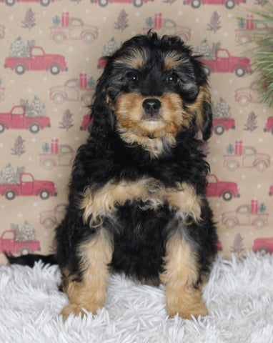 F1B Cavapoo For Sale Sugarcreek OH Female-Monnie