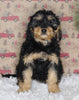F1B Cavapoo For Sale Sugarcreek OH Female-Monnie