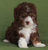 Mini Aussiedoodle For Sale Fredericksburg OH -Male Rosco