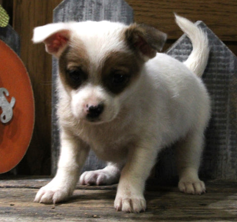 Pomeranian Mix For Sale Millersburg OH Male-Alex