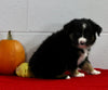 Mini Australian Shepherd For Sale Sugarcreek OH Female-Daisy