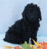Medium F1B Labradoodle For Sale Millersburg OH Female-Hosanna