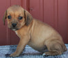 Beabull For Sale Wooster OH Female-Willow