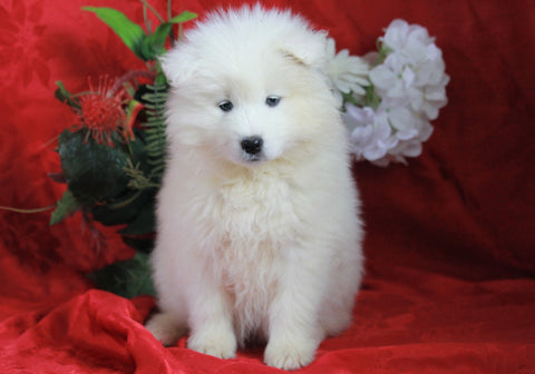 AKC Registered Samoyed For Sale Danville, OH Female- Ella
