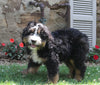 Bernedoodle For Sale Millersburg OH Male-Max