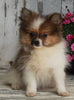ACA Registered Pomeranian For Sale Millersburg OH -Male Brentley