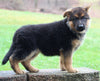 AKC Registered German Shepherd For Sale Millersburg OH Female-Buttercup