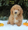 F1BB Mini Labradoodle For Sale Millersburg OH Male-Enzo