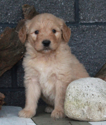 Standard Goldendoodle For Sale Fresno OH Male-Jack