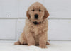 AKC Registered Golden Retriever For Sale Millersburg, OH Male- Gunner