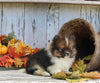 ACA Registered Pomeranian For Sale Millersburg OH Male-King