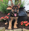 AKC Registered German Shepherd For sale Millersburg OH Male-Rusty